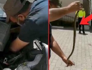 Otomobilin motoruna giren yılanı çıplak elle çıkardılar