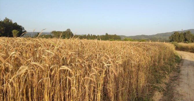 Buğday üretiminde tehlike çanları çalıyor: Kuraklık ve ithalat sebebiyle yüksek gıda fiyatları yolda